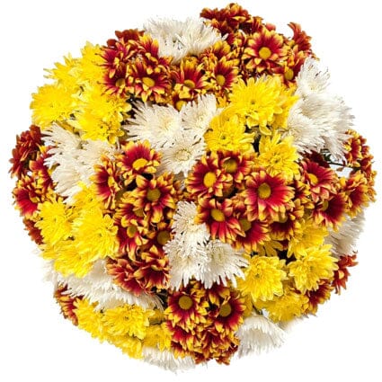 Glowing Chrysanthemum Trio Bouquet