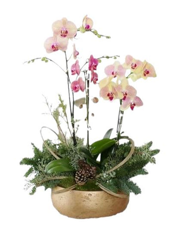 Gorgeous Festive Phaleonopsis Orchids Arrangement