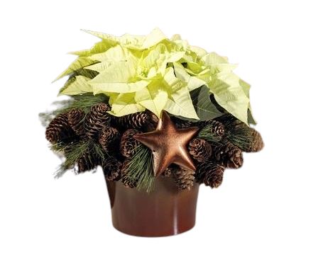 Gorgeous Poisenttia with Christmas Decoration