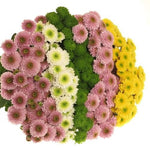 Gradient Bouquet of Santini Chrysanthemums