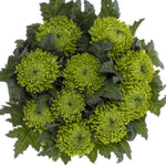 Green Chrysanthemum Bouquet