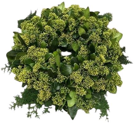 Green Skimmia Door Wreath