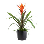 Guzmania in Ceramic Pot