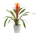 Guzmania in Ceramic Pot