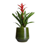 Guzmania in Ceramic Pot