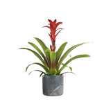 Guzmania in Ceramic Pot