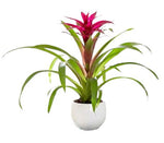 Guzmania in Ceramic Pot