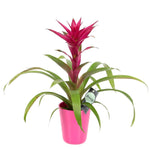 Guzmania in Ceramic Pot