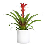 Guzmania in Ceramic Pot