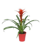 Guzmania in Ceramic Pot