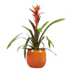 Guzmania in Ceramic Pot