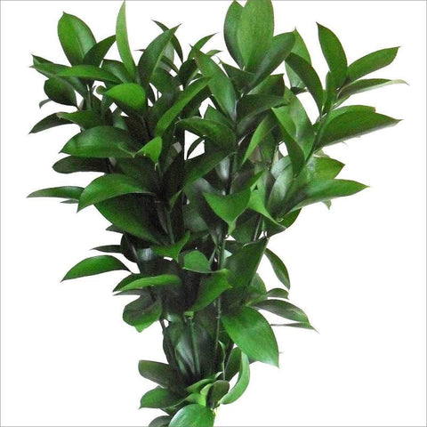 Hard Ruscus - High-Quality Greenery for Floral Arrangements and Styling