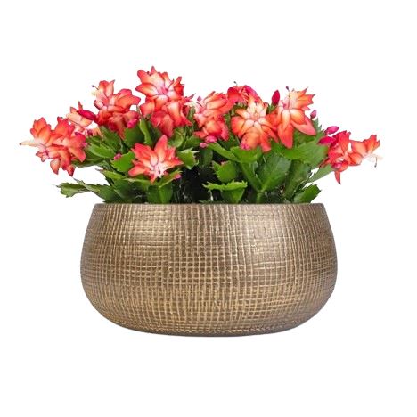 Holiday Cactus (Schlumbergera) in Ceramic Pot