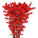 Ilex Vericillata Magical Berry