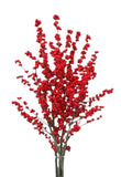 Ilex Vericillata Magical Berry