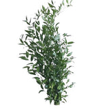 Italian Ruscus - Nature’s Perfect Greenery for Stylish Floral Designs