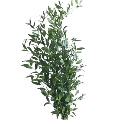 Italian Ruscus - Nature’s Perfect Greenery for Stylish Floral Designs