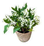 Lily of Valley with Roots in a Basket