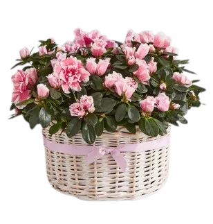 Luxury Azalea Basket Arrangement