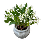 Luxury Lily of Valley with Roots Plant