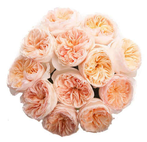 Luxury Peach Garden Roses