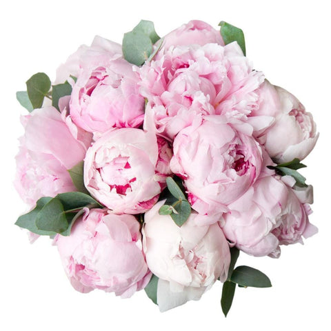 Luxury Peonies with Eucalyptus