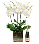 Luxury Phalenopsis Orchids in Glass Square Pot with Champagne