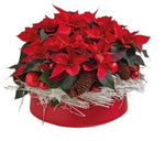 Luxury Potted Poisenttia with Xmas Decoration