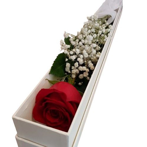 Luxury Single Rose with Gypsophila Luxury Box