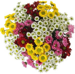 Multicolored Santini Chrysanthemum Bouquet