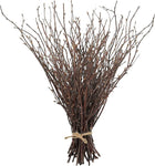 Natural Berk Branches (Betula) | Elegant and Rustic Decor for Any Space