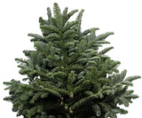 Noblis Blue Spruce Branches: Elegant Holiday Foliage for Festive Decor