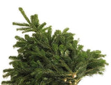 Normann Fir Branches: A Luxurious Touch for Holiday Decor