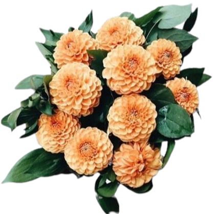 Orange Dahlia Bouquet