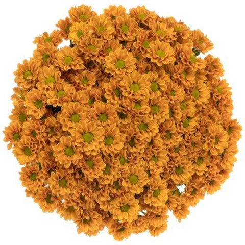 Orange Santini Chrysanthemum Bouquet