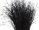 Paint Berk Branches ( Betula): Vibrant and Unique for Home Decor