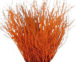 Paint Berk Branches ( Betula): Vibrant and Unique for Home Decor