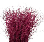 Paint Berk Branches ( Betula): Vibrant and Unique for Home Decor