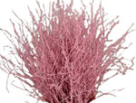 Paint Berk Branches ( Betula): Vibrant and Unique for Home Decor