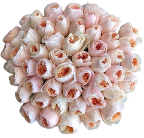 Pastel Bouquet of Luxury Peach Garden Roses