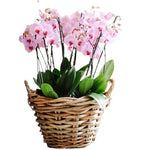 Phalaenopsis Prestige Collection in Wicker Basket