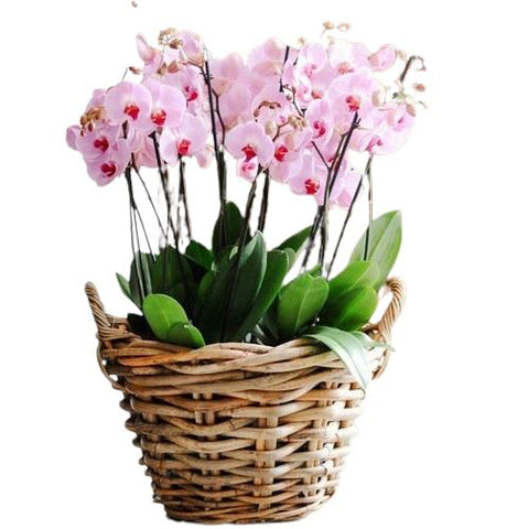 Phalaenopsis Prestige Collection in Wicker Basket