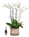 Phalenopsis Orchids in Ronud Glass Pot with Champagne Gift