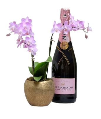 Phalenopsis Orchids with Champagne Gift