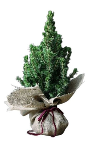 Picea Glauca Christmas Tree Jute Wrapped