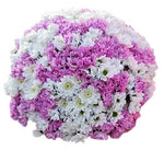 Pink and White Chrysanthemum Bouquet