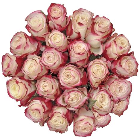 Pink Blush Roses Bouquet