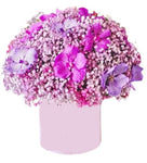 Pink Gypsophila Box with Vanda Orchids