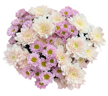 Pink Santini and Pastel Rose Chrysanthemum Bouquet