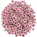 Pink Santini Chrysanthemum Bouquet